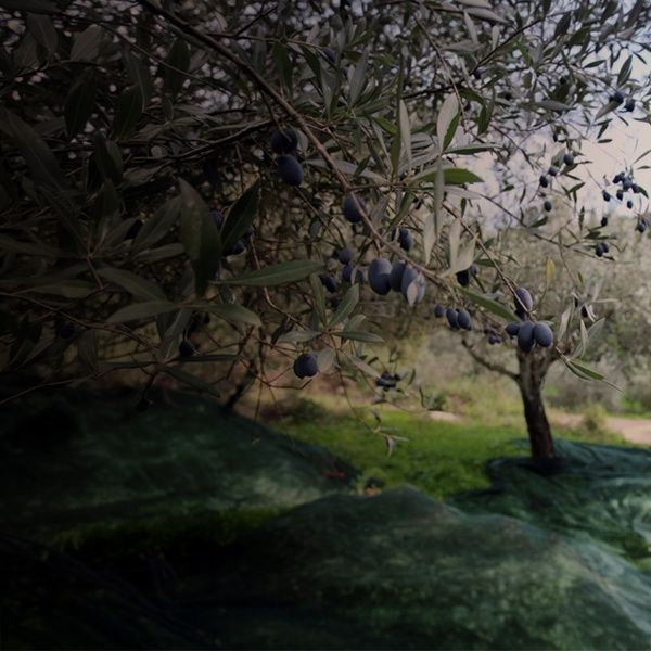 Αφιέρωμα Λάδι